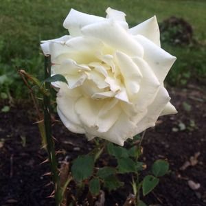 Meet your Posher, Kelly